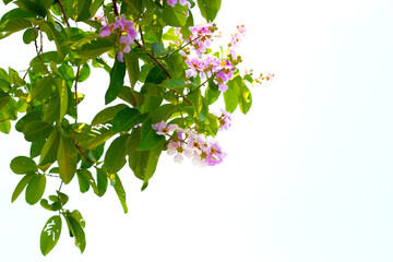 Inthanin bok tree flower (Lagerstroemia macrocarpa var macrocarpa)