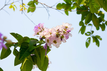 Inthanin bok tree flower (Lagerstroemia macrocarpa var macrocarpa)