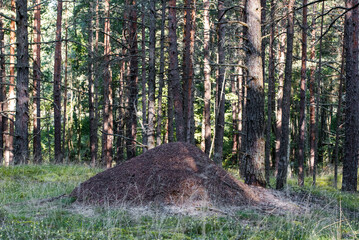 Large anthill on the pine forest on sunny summer day