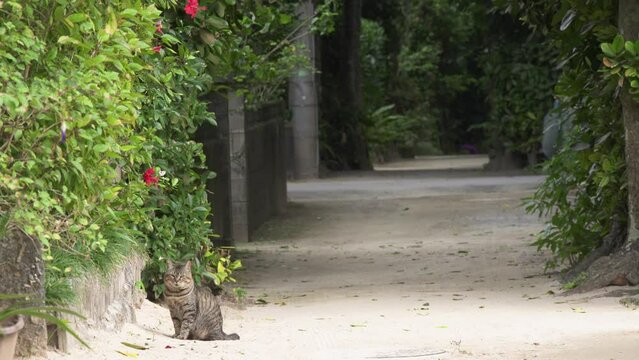 沖縄の備瀬のフクギ並木と猫