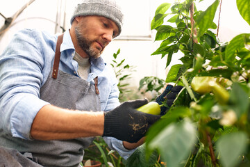 Middle-aged European man with a beard in a hat in a greenhouse collects Bulgarian pepper, growing herbs and vegetables in his garden, planting plants in his garden.