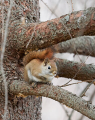 Red squirrel  on tree trunk