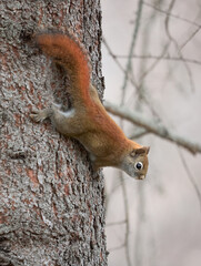 Red squirrel  on tree trunk