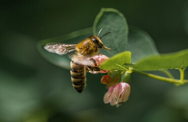 A wild bee at a flower at summer in saarland