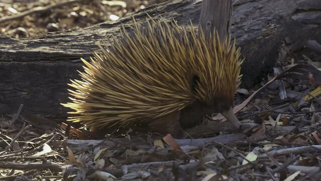 Short-beaked Echidna - Tachyglossus aculeatus in the Australian bush, known as spiny anteaters, family Tachyglossidae in the monotreme order of egg-laying mammals, pokes and feeds on ants and walks. 