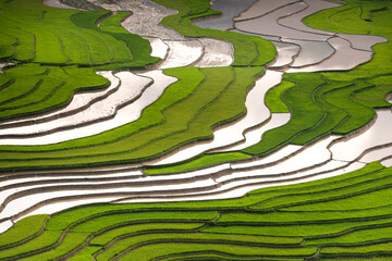 he image is as beautiful as the oil painting of terraced field. Curved lines of Terraced rice field...