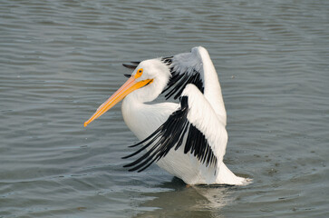 Fototapeta na wymiar majestic white pelican taking off from water