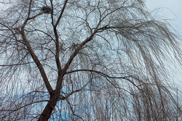 Willow tree branches against the blue sky in winter, natural background