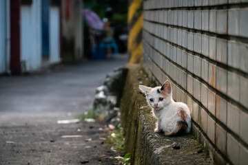 little stray cat sit at a street