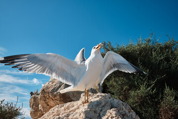 Tourist is feeding seagulls at Penon de Ifach Natural park in Calpe.
Penon de Ifach,Calpe,...