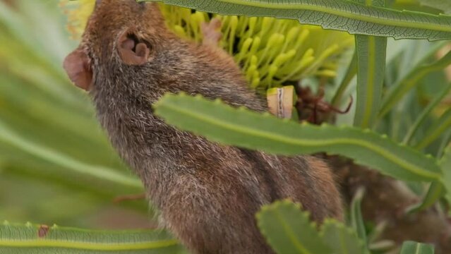 Honey Possum or noolbenger Tarsipes rostratus tiny marsupial feeds on the nectar and pollen of yellow bloom, important pollinator for Banksia attenuata and coccinea and Adenanthos cuneatus.