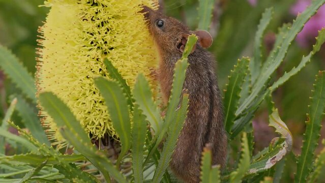 Honey Possum or noolbenger Tarsipes rostratus tiny marsupial feeds on the nectar and pollen of yellow bloom, important pollinator for Banksia attenuata and coccinea and Adenanthos cuneatus.