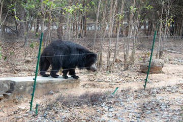 Indian bear at Bannerghatta national park Bangalore standing in the zoo. forest Wildlife sanctuaries in Karnataka India