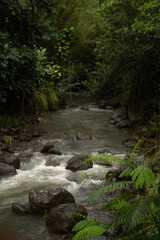 stream in the middle of a tropical forest