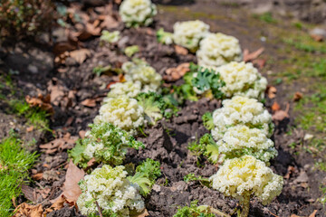 jardin con coles ornamentales blancas con hojas verdes