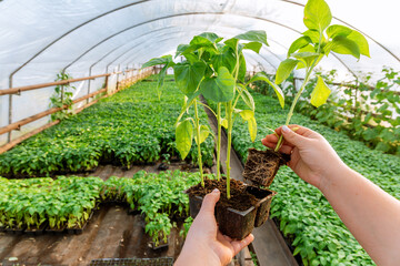 Growing pepper seedlings in a greenhouse, early young seedlings in plastic cups in the hands of a...