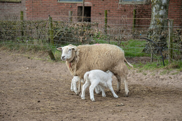 Fototapeta premium Spring lambs. Sheep in field with its new born lambs