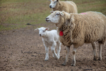 Obraz premium Spring lamb. Sheep in field with its new born lamb