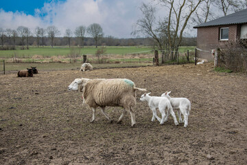 Spring lambs. Sheep in field with its new born lambs