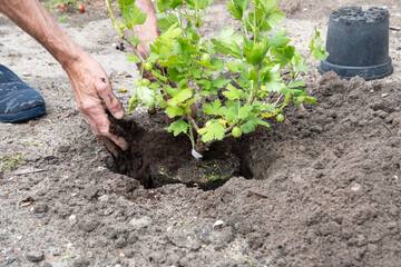 A man planted a gooseberries in his garden,spring seasonal work,gardener working