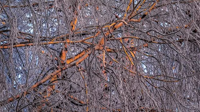 Birch trees in hoarfrost