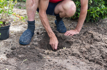 gardener digs a hole for planting rhubarb, seasonal work in the garden