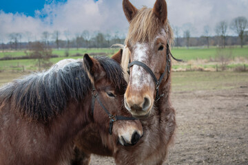 Portrait of Ardennes horses, close up animals.