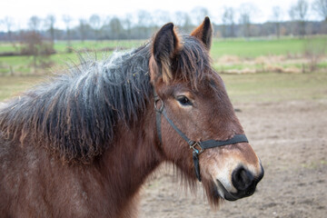 Portrait of Ardennes horse, close up animal.