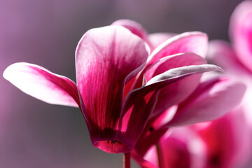 Close-up of pink cyclamen