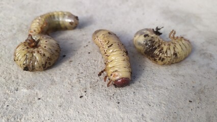 Scarabaeidae or the larva of the May beetle in the amount of several pieces lie on concrete