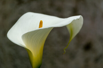 Flor de cala lilly floreciente aislado