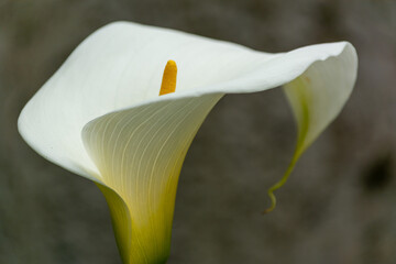 Flor de cala lilly floreciente en un fondo trxturado