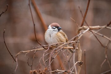 Blowded up tree sparrow