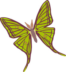 Illustration of a Graellsia Isabellae butterfly