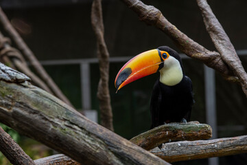 Un tucán tropical, ramphastidae, en un zoo