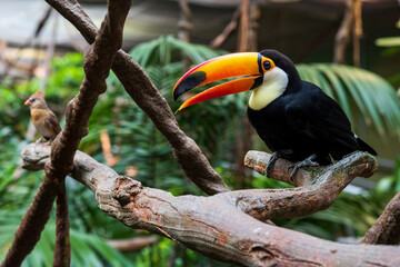 Un tucán tropical, ramphastidae, en un zoo