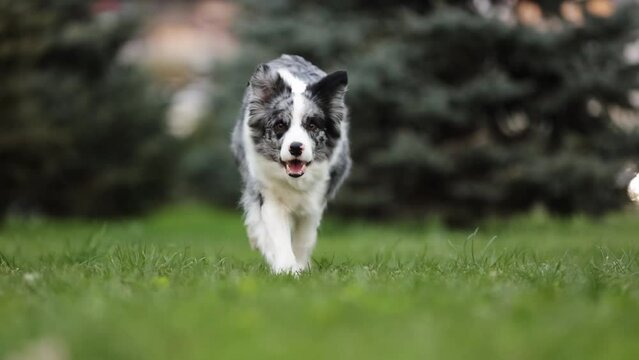 Amazing Cute Doog of Border Collie run on grass in a beautiful Park to camera in slow motion