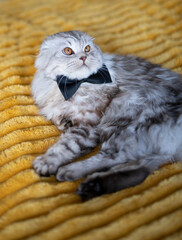 Cute british cat with a butterfly tie on yellow blanket