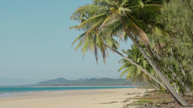 a sunny morning shot of coconut palm trees growing at mission beach in north queensland, australia
