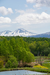 新緑の林と残雪の山並み
