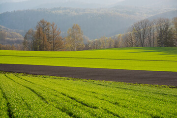 日の当たる春の緑のムギ畑
