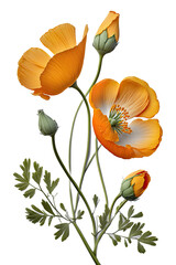 isolated orange California poppies, spring, illustration, transparent background, png, generative ai