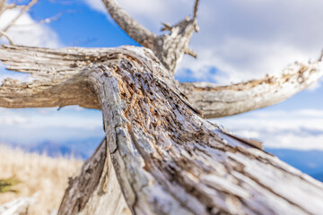 青い空と枯れた木