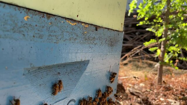 Colmena de abejas en la ciudad de Colina, Chile