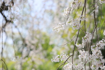 満開の枝垂れ桜