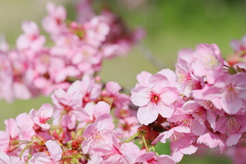 Fototapeta na wymiar 満開の陽光桜のクローズアップ