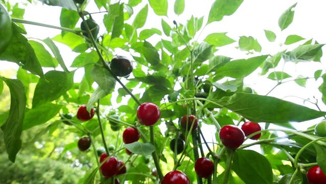 Red bell pepper round mini.Red peppercorns on a green bush in a summer garden. Bottom view. Vegetable growing in the summer season. 4k footage