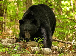 a suspicious black bear