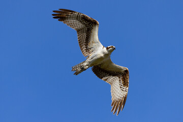 Very close view of an  Osprey (sea hawk) flying, seen in the wild in the Everglades