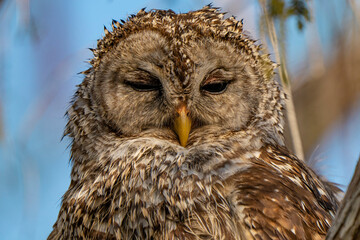 great horned owl portrait